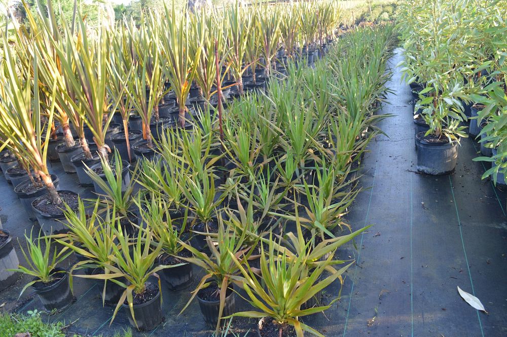 dracaena-draco-canary-islands-dragon-tree-drago