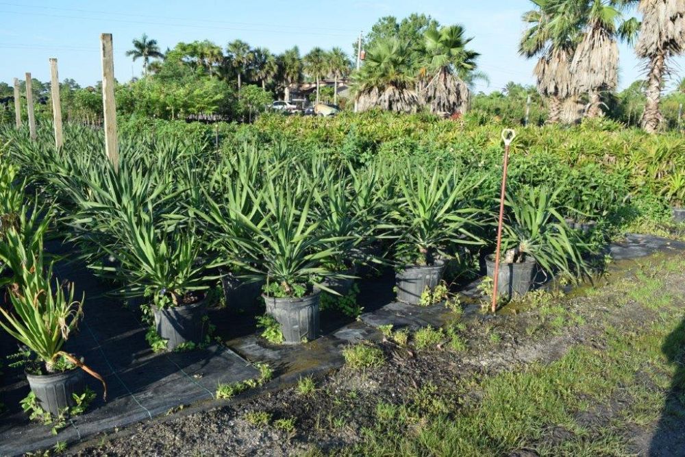 dracaena-draco-canary-islands-dragon-tree-drago
