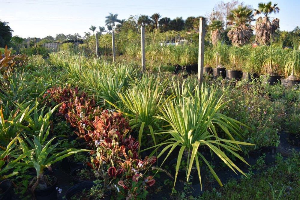 dracaena-draco-canary-islands-dragon-tree-drago