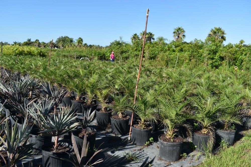 dracaena-draco-canary-islands-dragon-tree-drago