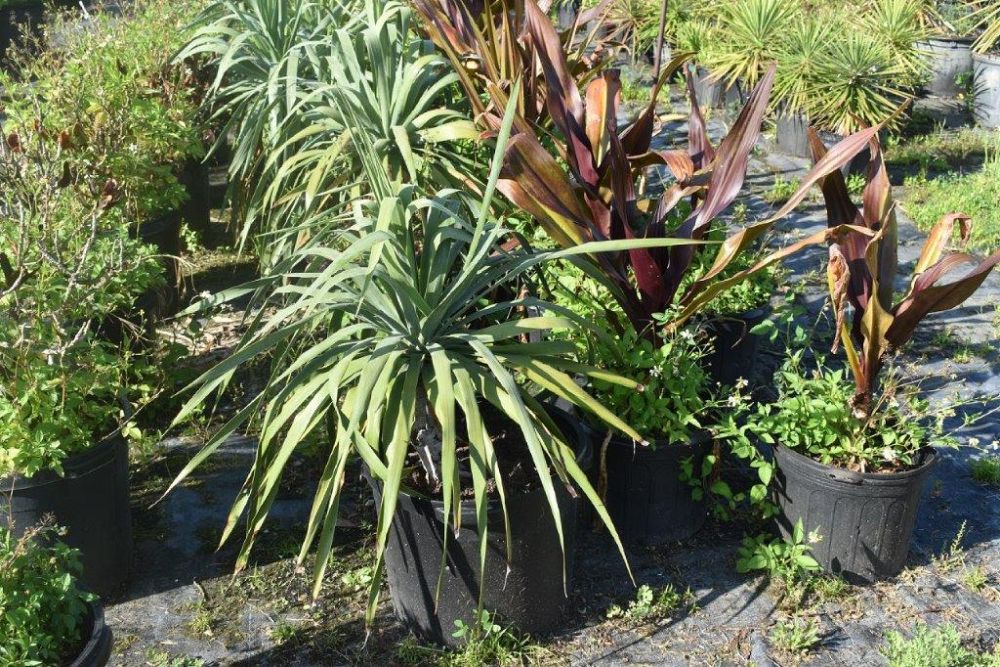 dracaena-draco-canary-islands-dragon-tree-drago