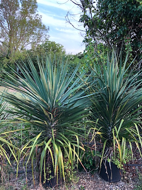 dracaena-draco-canary-islands-dragon-tree-drago