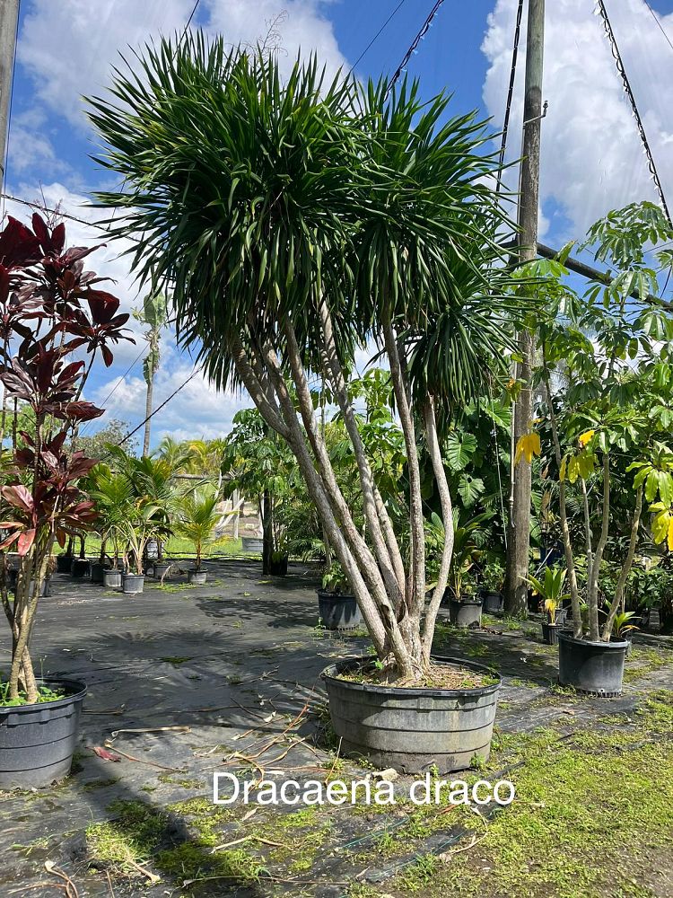 dracaena-draco-canary-islands-dragon-tree-drago