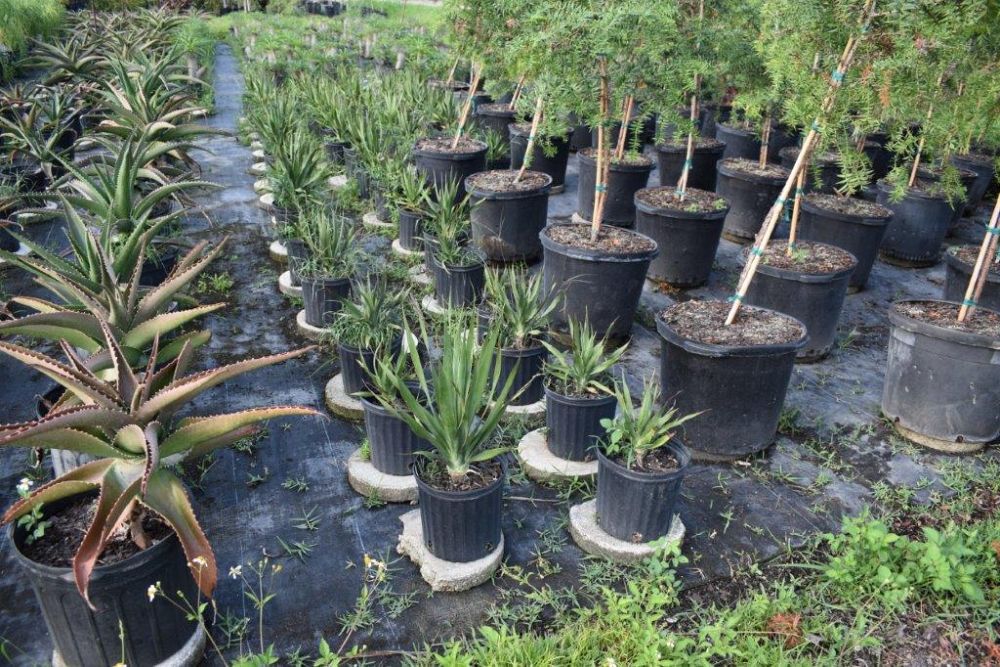 dracaena-draco-canary-islands-dragon-tree-drago
