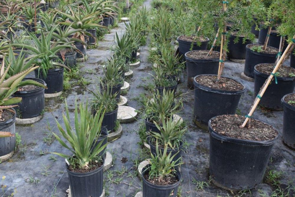 dracaena-draco-canary-islands-dragon-tree-drago
