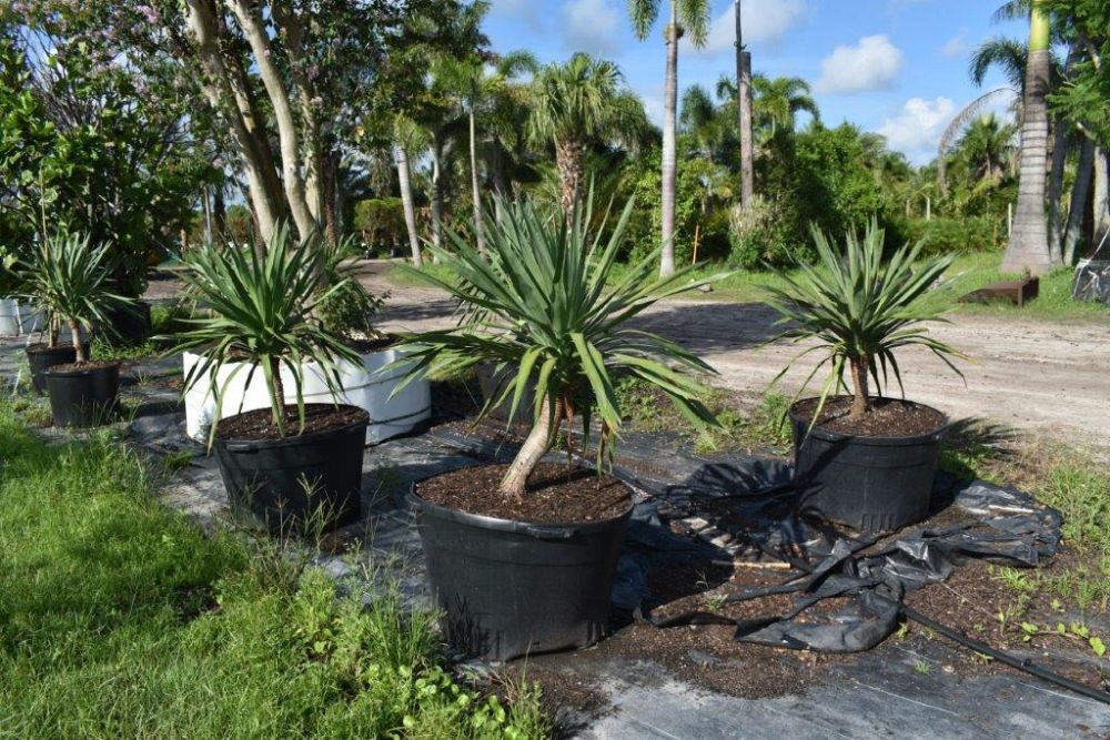dracaena-draco-canary-islands-dragon-tree-drago