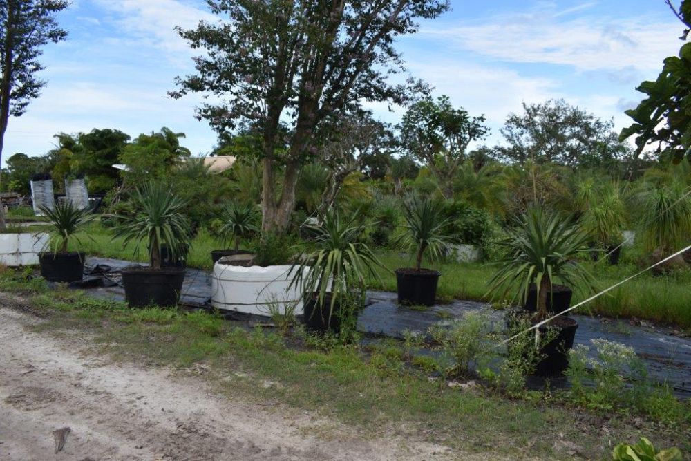 dracaena-draco-canary-islands-dragon-tree-drago