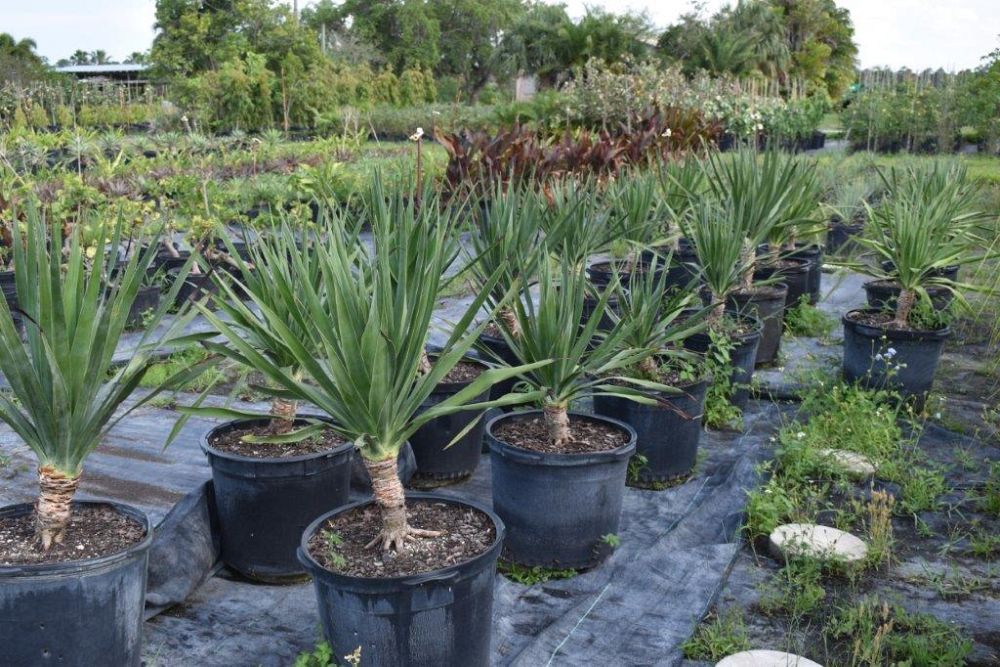 dracaena-draco-canary-islands-dragon-tree-drago