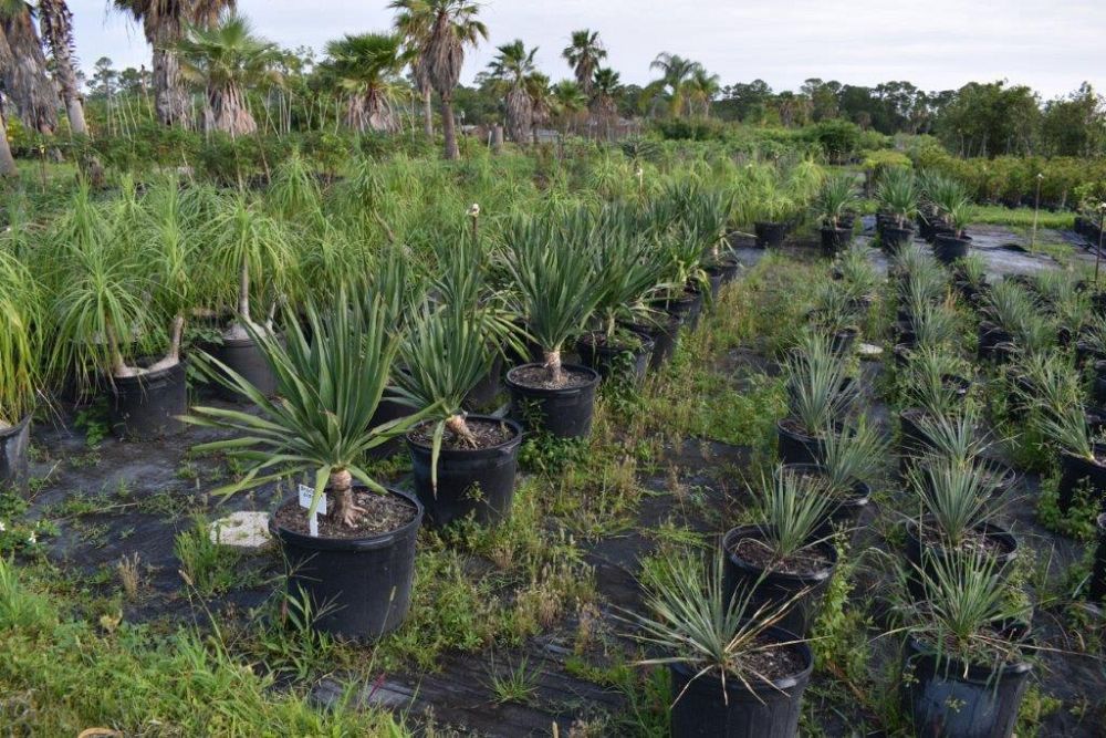 dracaena-draco-canary-islands-dragon-tree-drago