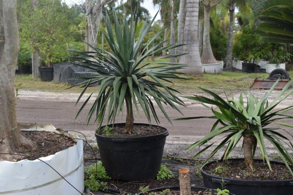 dracaena-draco-canary-islands-dragon-tree-drago