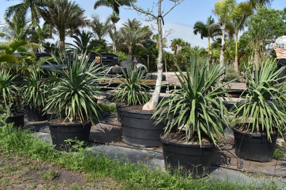 dracaena-draco-canary-islands-dragon-tree-drago
