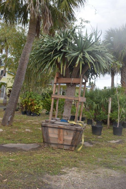 dracaena-draco-canary-islands-dragon-tree-drago