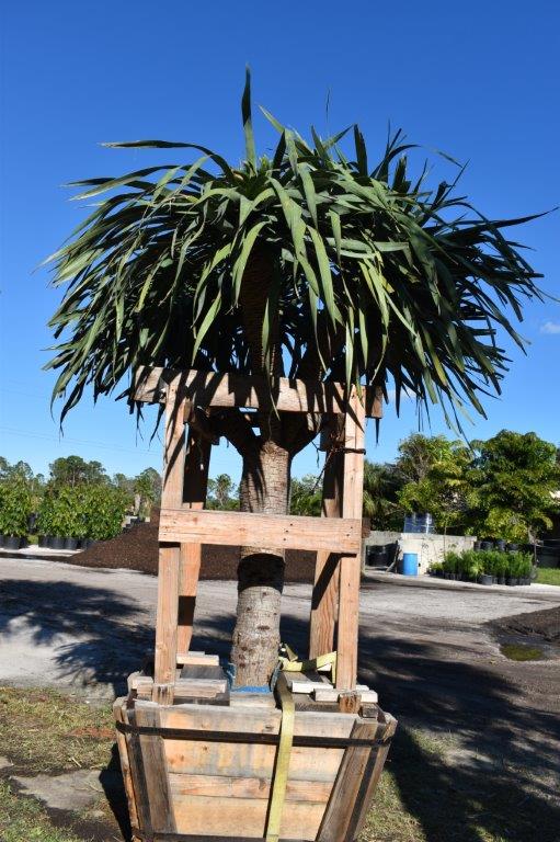 dracaena-draco-canary-islands-dragon-tree-drago