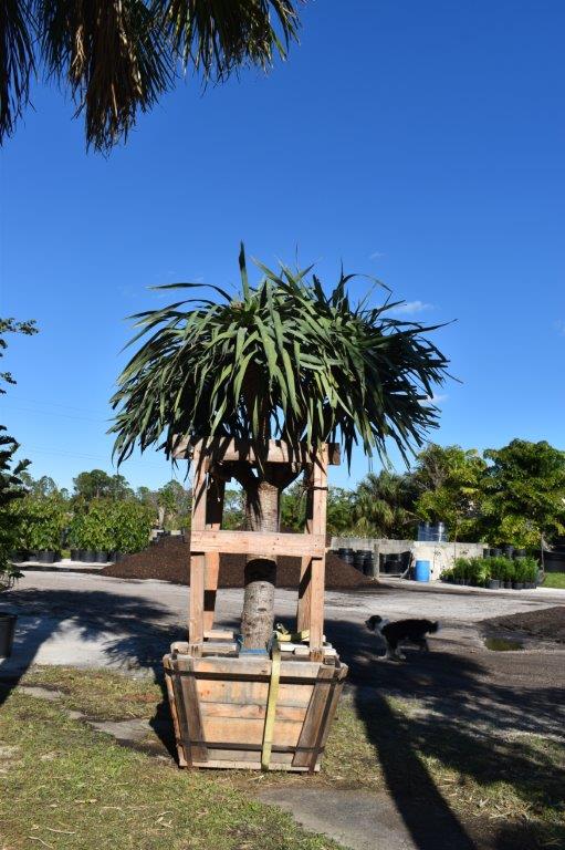 dracaena-draco-canary-islands-dragon-tree-drago