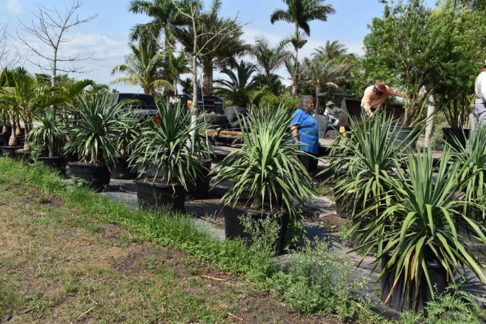 dracaena-draco-canary-islands-dragon-tree-drago