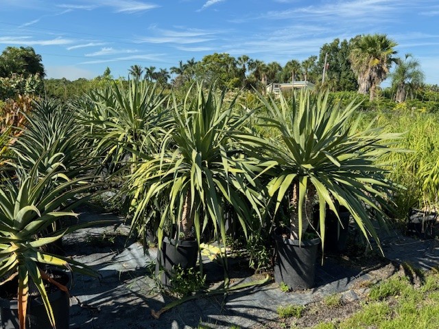 dracaena-draco-canary-islands-dragon-tree-drago
