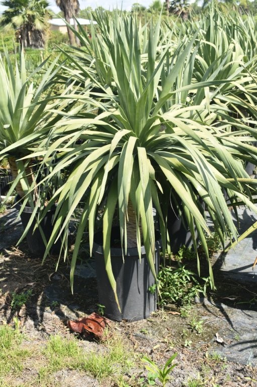dracaena-draco-canary-islands-dragon-tree-drago