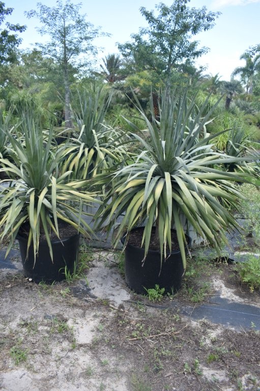 dracaena-draco-canary-islands-dragon-tree-drago