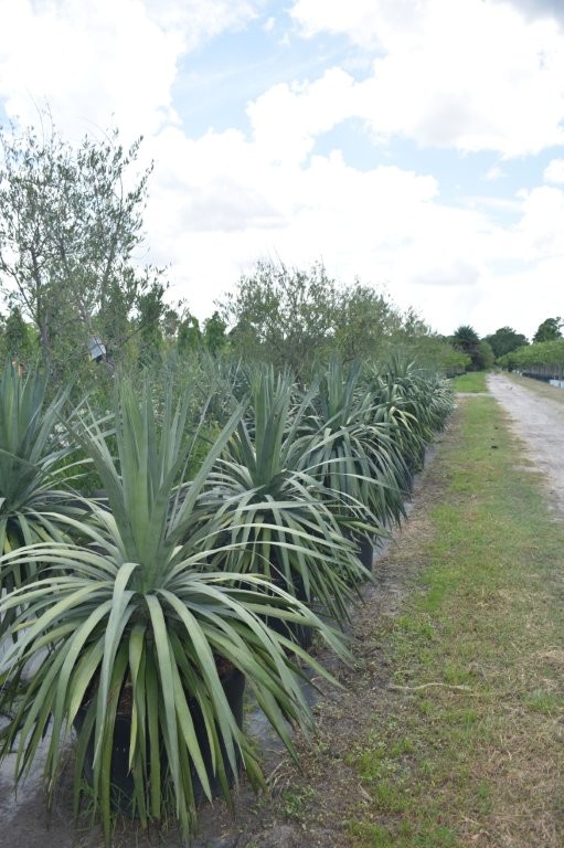 dracaena-draco-canary-islands-dragon-tree-drago