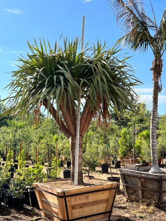 dracaena-draco-canary-islands-dragon-tree-drago