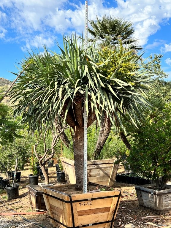 dracaena-draco-canary-islands-dragon-tree-drago