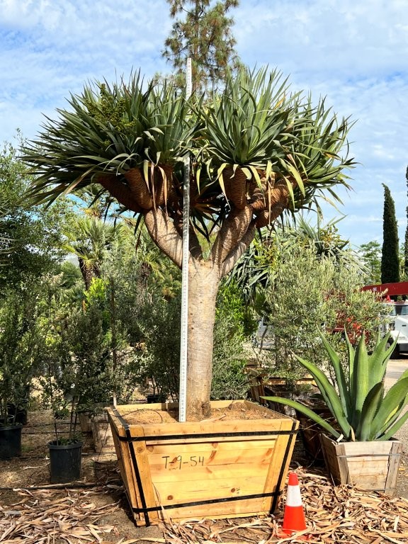 dracaena-draco-canary-islands-dragon-tree-drago