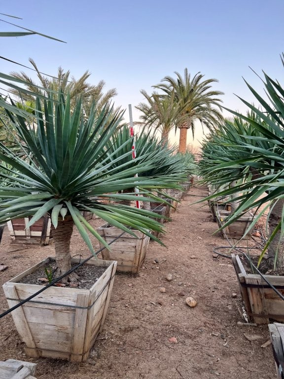 dracaena-draco-canary-islands-dragon-tree-drago