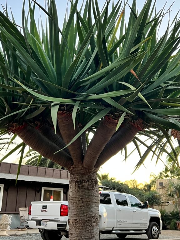 dracaena-draco-canary-islands-dragon-tree-drago