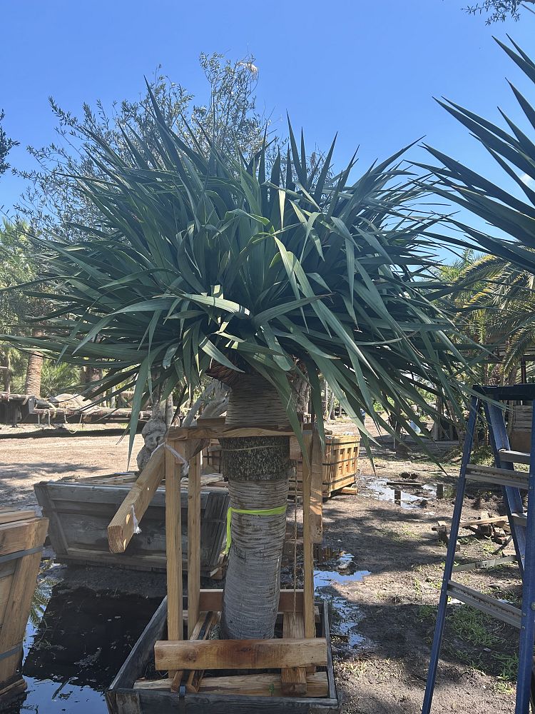 dracaena-draco-canary-islands-dragon-tree-drago