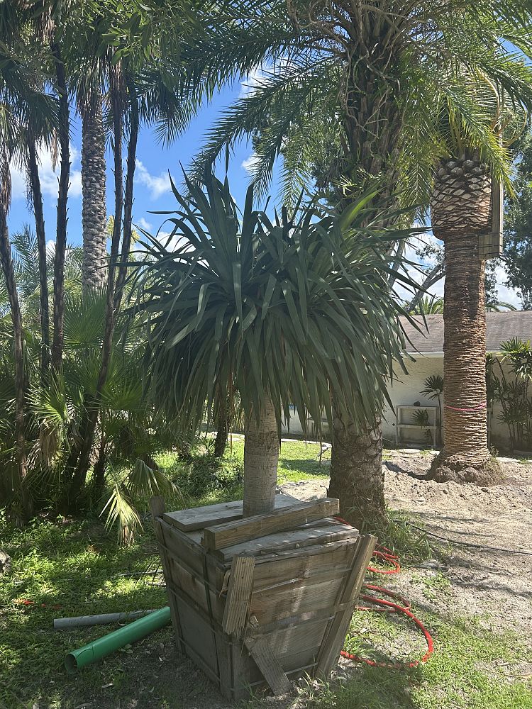 dracaena-draco-canary-islands-dragon-tree-drago