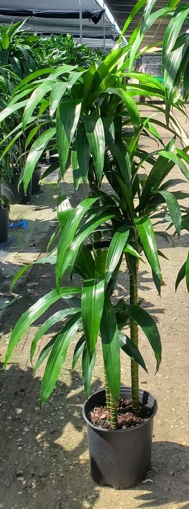 dracaena-elegance