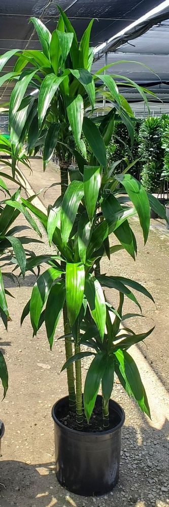 dracaena-elegance