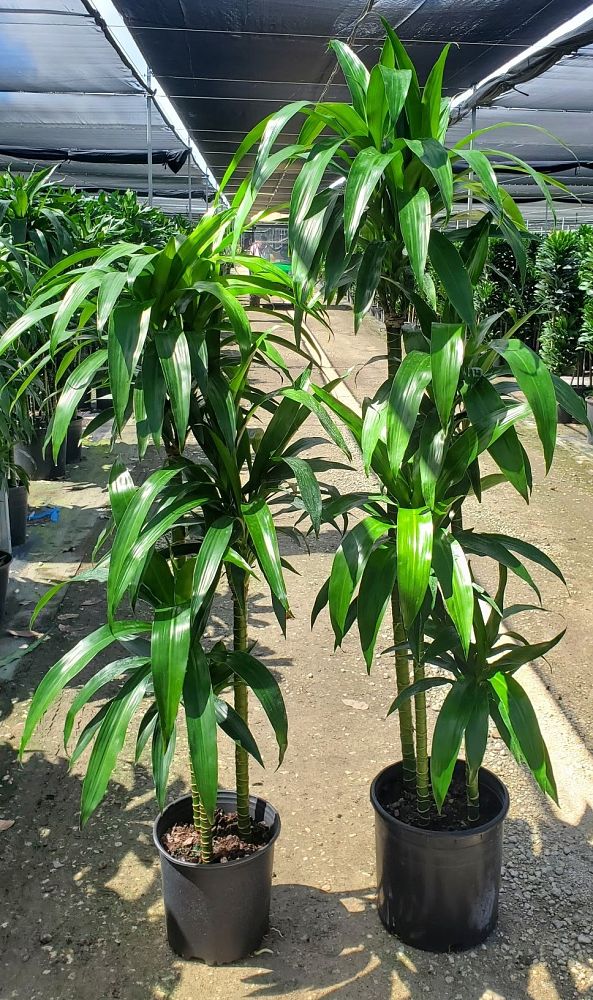 dracaena-elegance