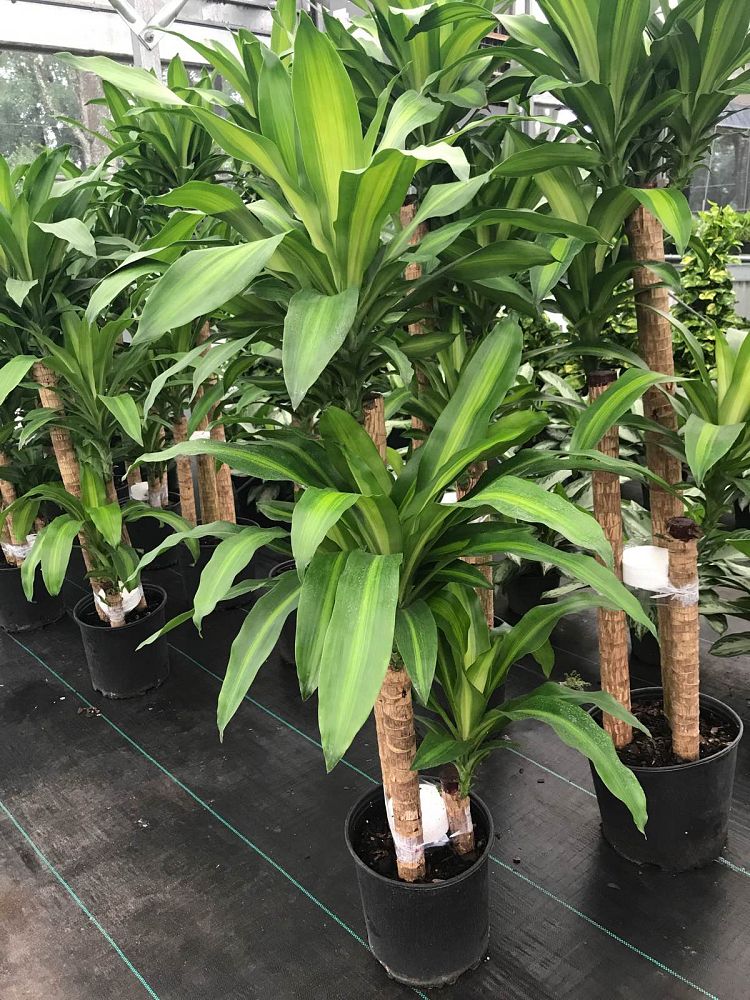 dracaena-fragrans-cane