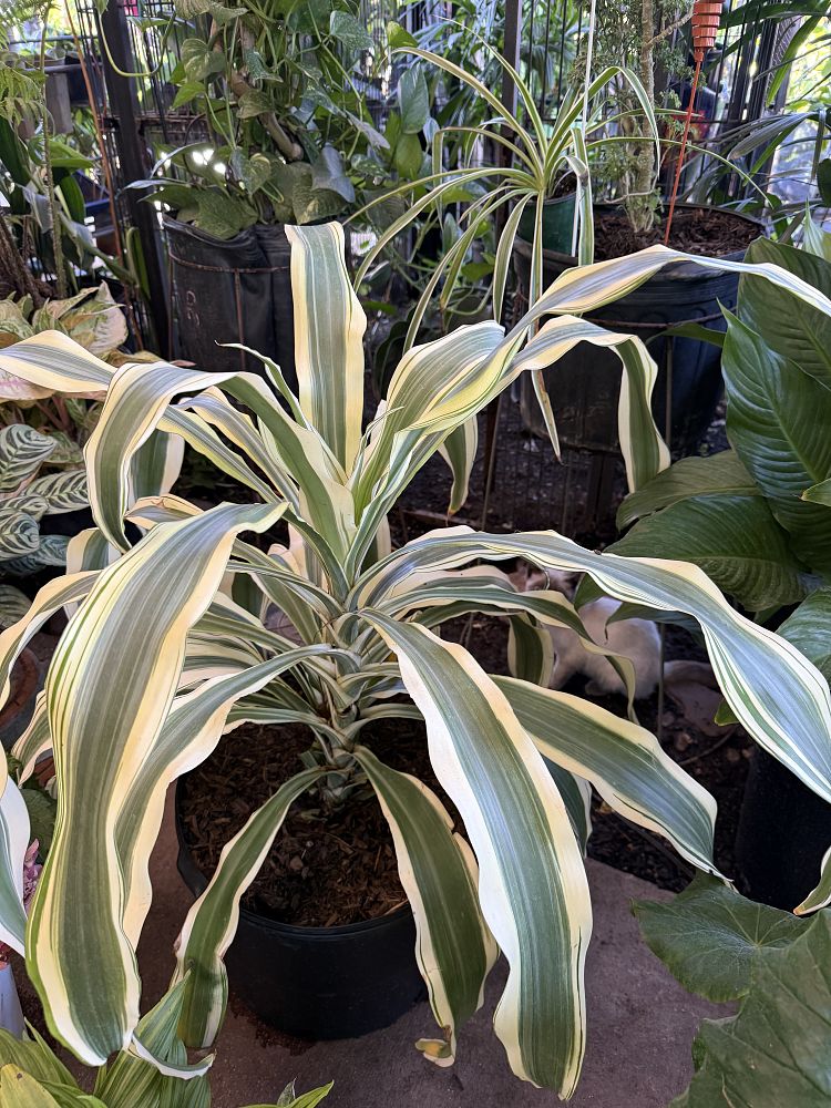 dracaena-fragrans-cane