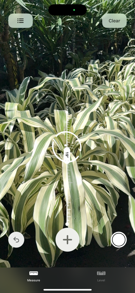 dracaena-fragrans-cane