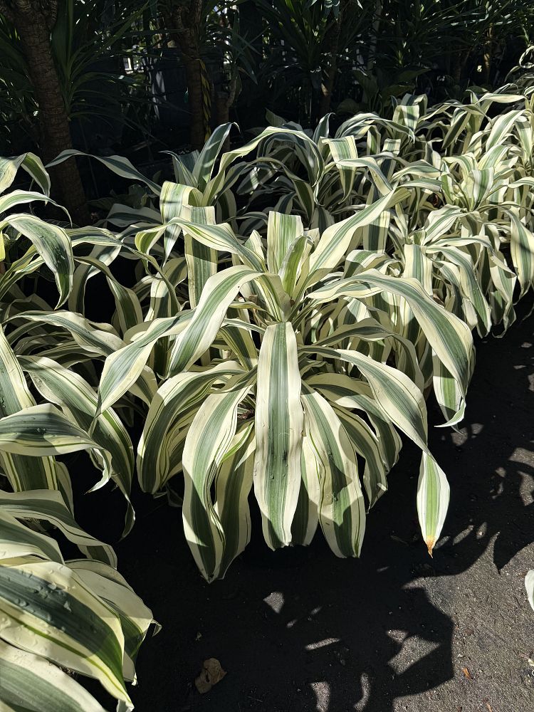 dracaena-fragrans-cane