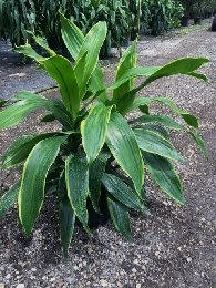 dracaena-fragrans-carmen-chinese-money-tree-dragon-tree