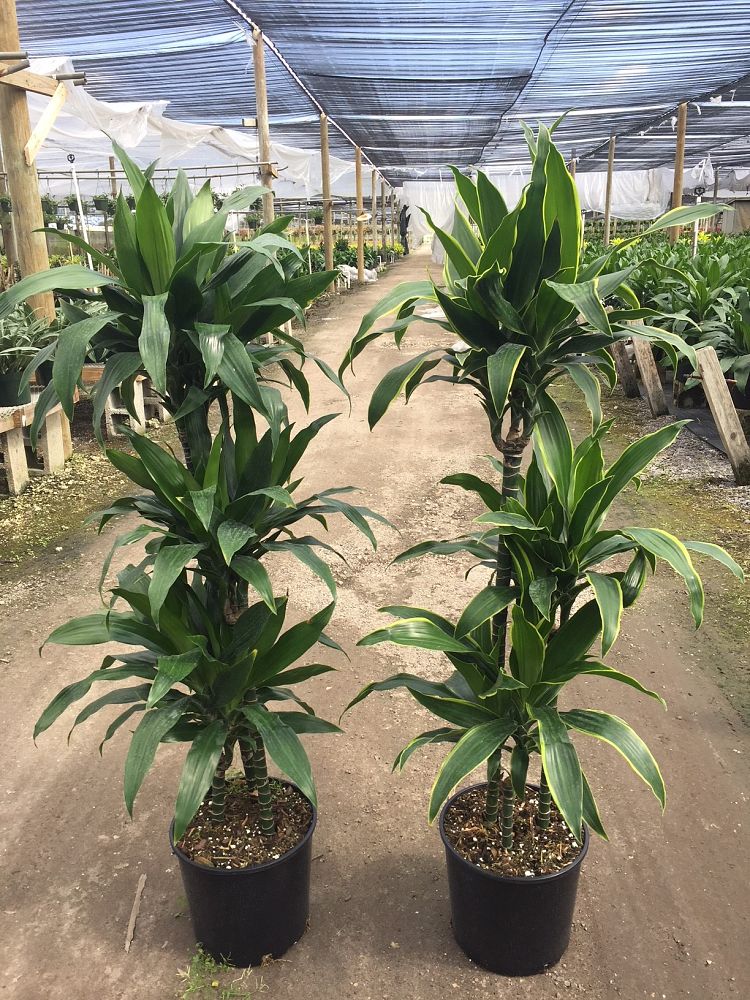 dracaena-fragrans-carmen-chinese-money-tree-dragon-tree