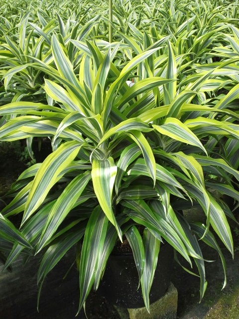 dracaena-fragrans-gold-star-chinese-moneytree-dragon-tree-dracaena-deremensis-warneckii-gold-star