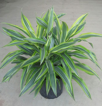 dracaena-fragrans-gold-star-chinese-moneytree-dragon-tree-dracaena-deremensis-warneckii-gold-star
