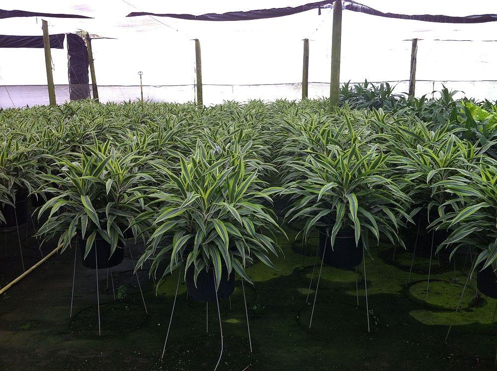 dracaena-fragrans-gold-star-chinese-moneytree-dragon-tree-dracaena-deremensis-warneckii-gold-star