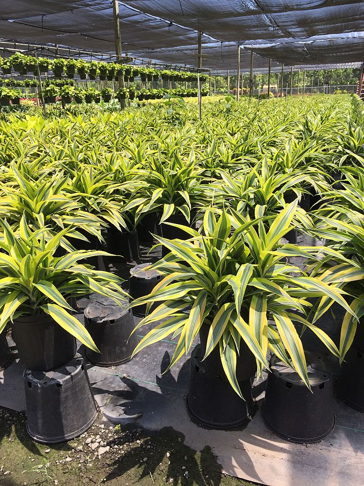 dracaena-fragrans-gold-star-chinese-moneytree-dragon-tree-dracaena-deremensis-warneckii-gold-star