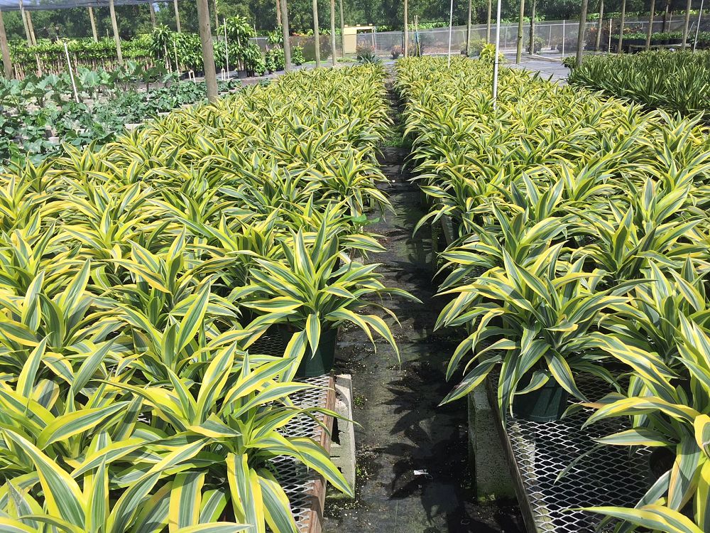 dracaena-fragrans-gold-star-chinese-moneytree-dragon-tree-dracaena-deremensis-warneckii-gold-star