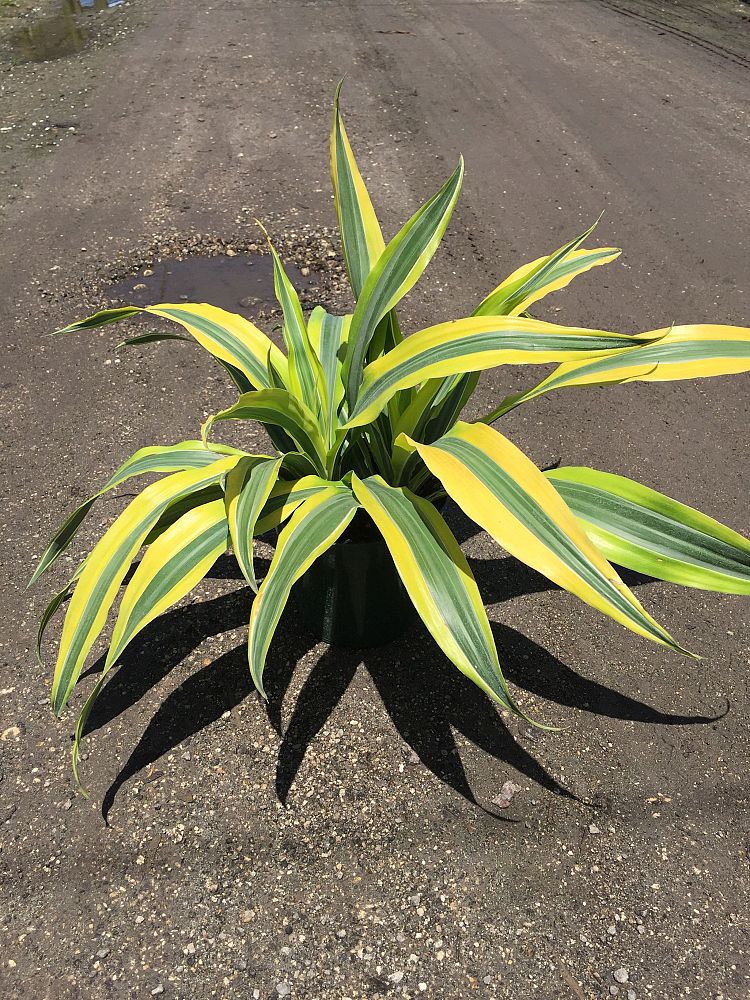 dracaena-fragrans-gold-star-chinese-moneytree-dragon-tree-dracaena-deremensis-warneckii-gold-star