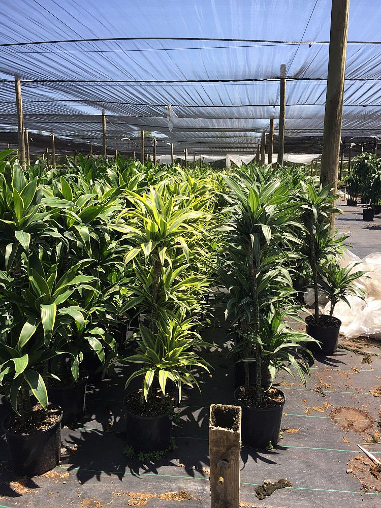dracaena-fragrans-gold-star-chinese-moneytree-dragon-tree-dracaena-deremensis-warneckii-gold-star