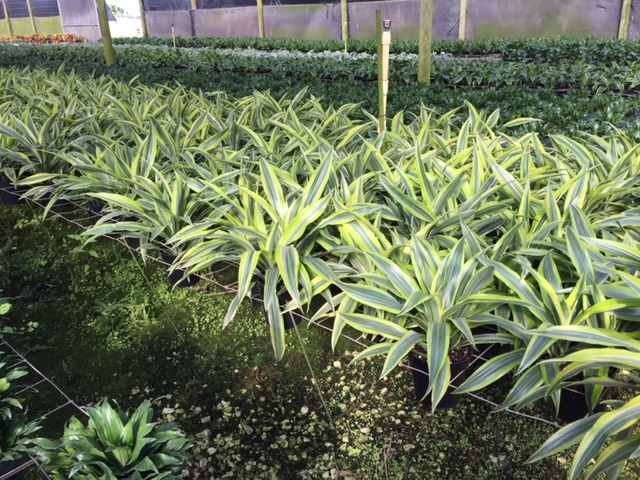 dracaena-fragrans-gold-star-chinese-moneytree-dragon-tree-dracaena-deremensis-warneckii-gold-star