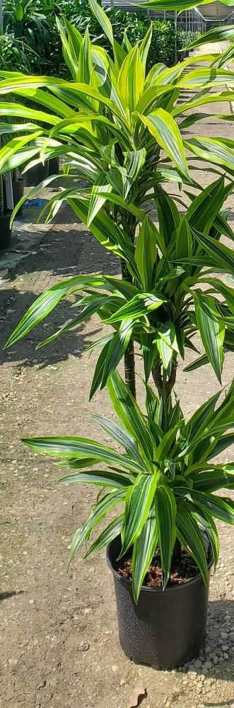 dracaena-fragrans-gold-star-chinese-moneytree-dragon-tree-dracaena-deremensis-warneckii-gold-star