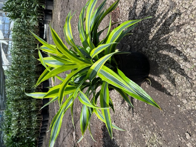 dracaena-fragrans-gold-star-chinese-moneytree-dragon-tree-dracaena-deremensis-warneckii-gold-star