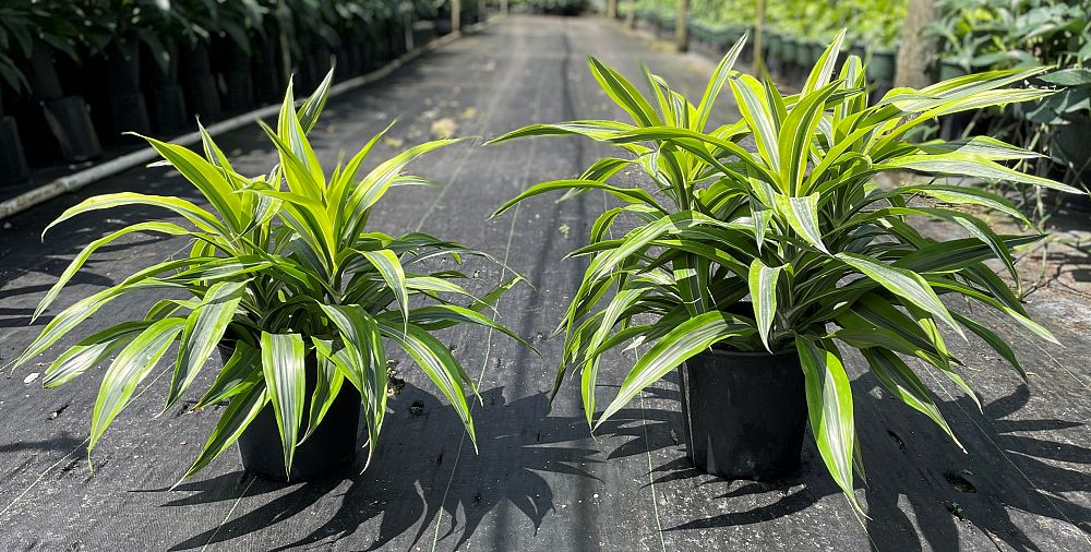 dracaena-fragrans-gold-star-chinese-moneytree-dragon-tree-dracaena-deremensis-warneckii-gold-star